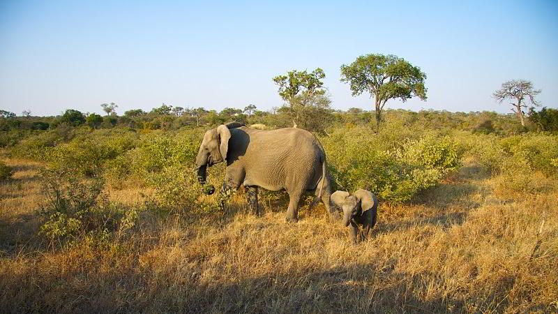 Timbavati Safari Holidays 