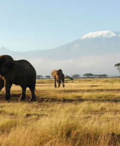 Kenya Safari Tours, Lodges & Hotels