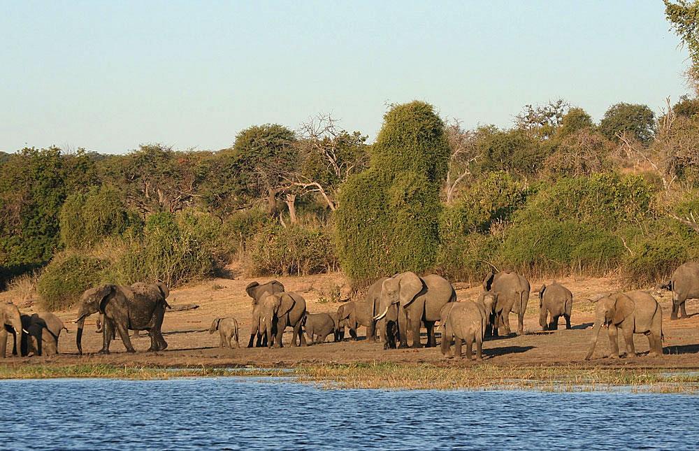 Chobe Botswana Elephants