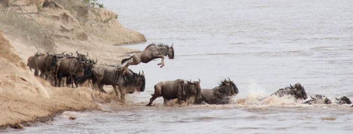 Masai Mara Wilderbeest River Crossing