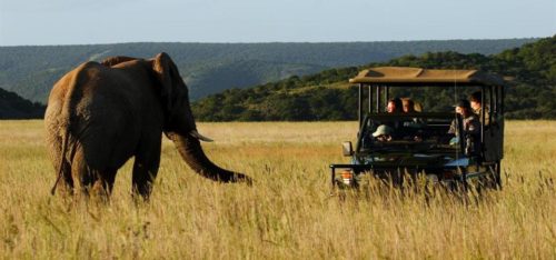 Bayethe Lodge | Eastern Cape Safari Lodges | Safari Guide Africa