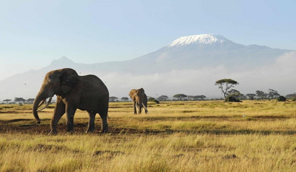 Amboseli Elephants Kenya