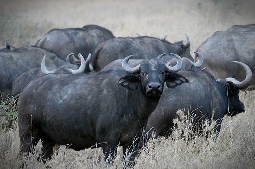 cape_buffalo_herd