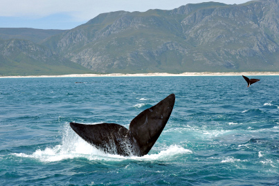 Hermanus Whale