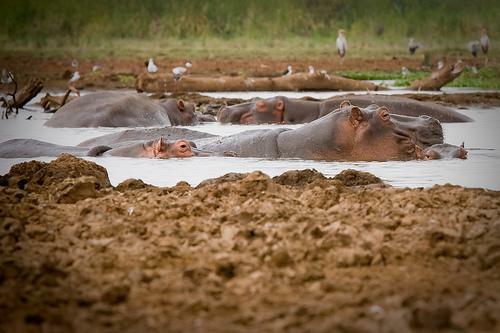 hippos_in_mud