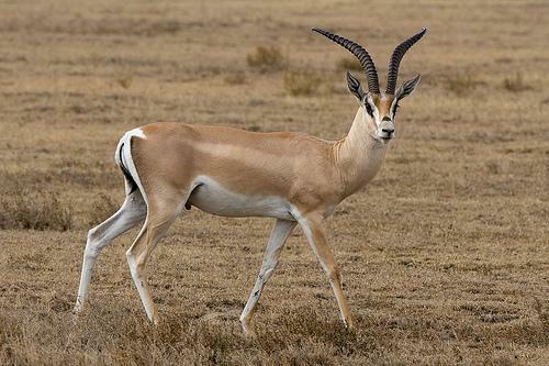 impala