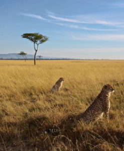 Masai Mara Safari Lodges