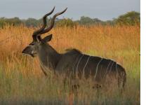 Kudu