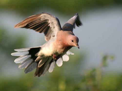 landing_dove