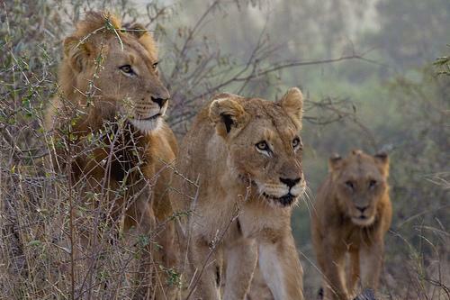 lion_family
