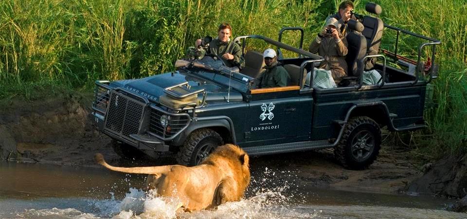 Londolozi Lion