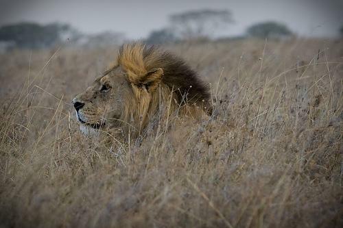 male_lion_in_grass