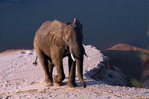 young_elephant