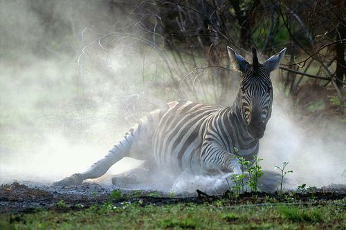 zebra_in_dust