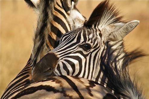 zebras_hugging