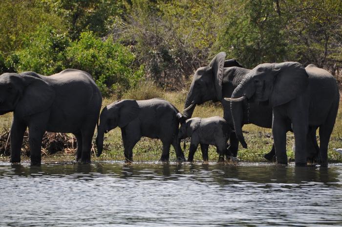 Elephants at Mvuu Camp liwonde