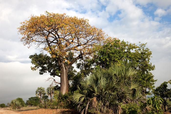 Liwonde Baobob Tree