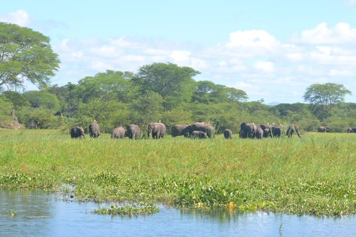 Liwonde National Park Elephants