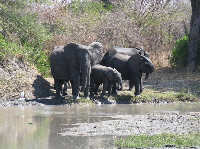 Liwonde National Park Elephants