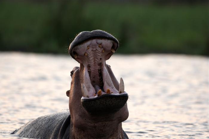 Liwonde River Hippo Yawning