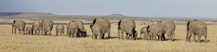 Niassa National Reserve Elephants