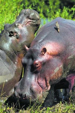 hippos-at-liwonde national park malawi