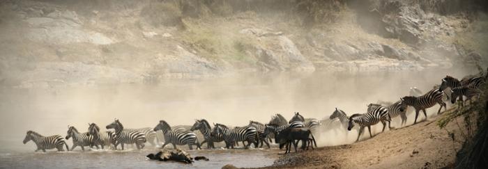 maasai mara river crossing