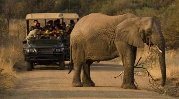 South Africa Safari | Safari Guide Africa