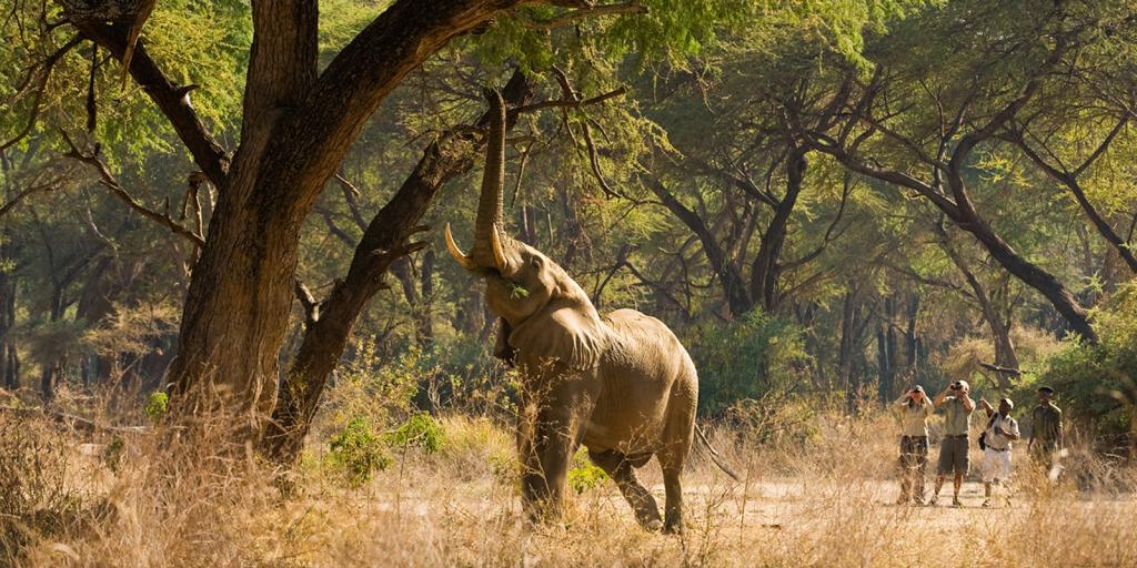 south luangwa elephant