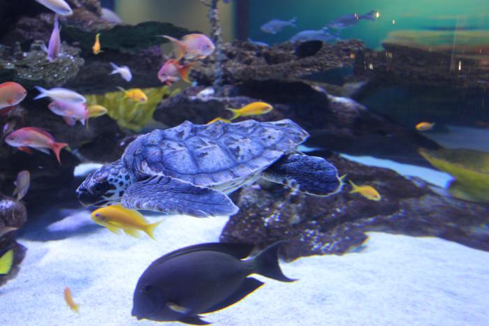 two-oceans-aquarium-4