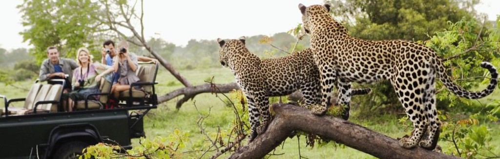 index-image-safari-shorter