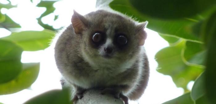 lesser-bush-baby