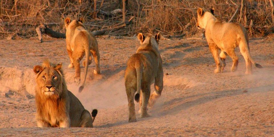 Jamala Madikwe Lions