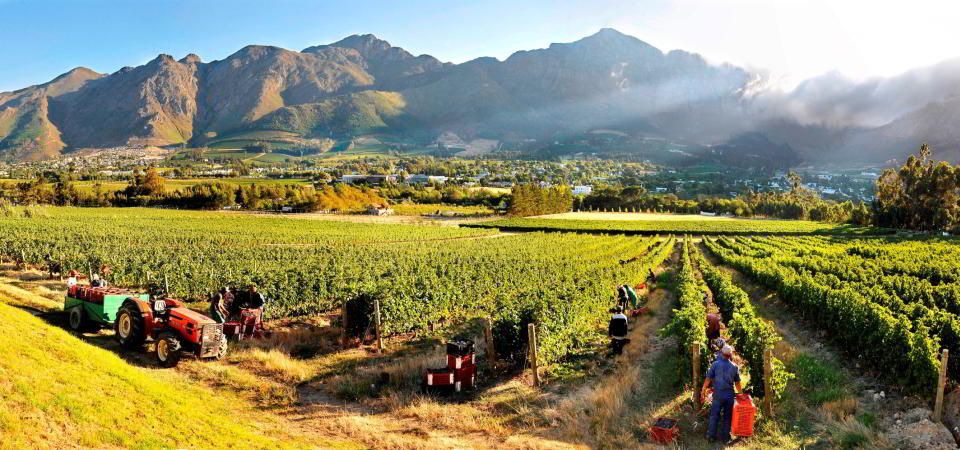 Cape Winelands