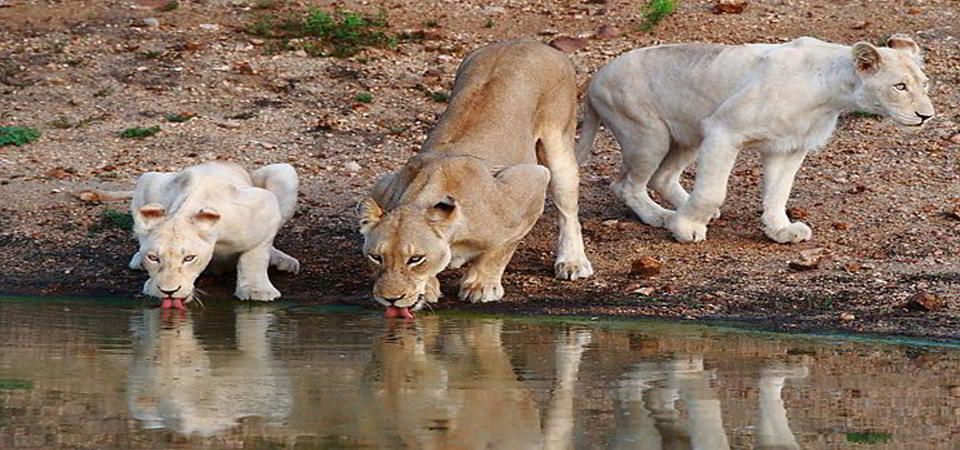 Timbavati White Lions