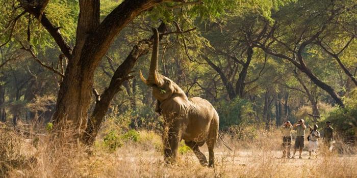 Zambia South Luangwa