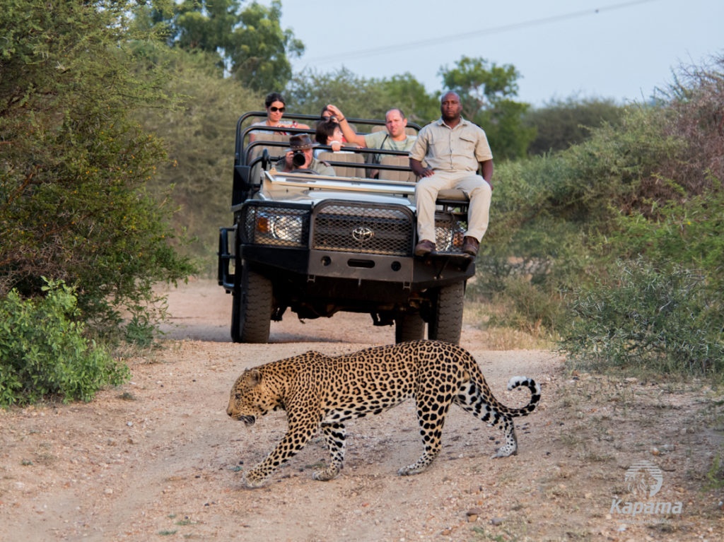 Kapama River Lodge Safari