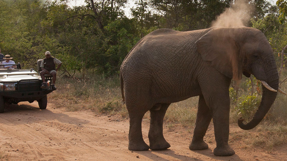 Safari At Kapama