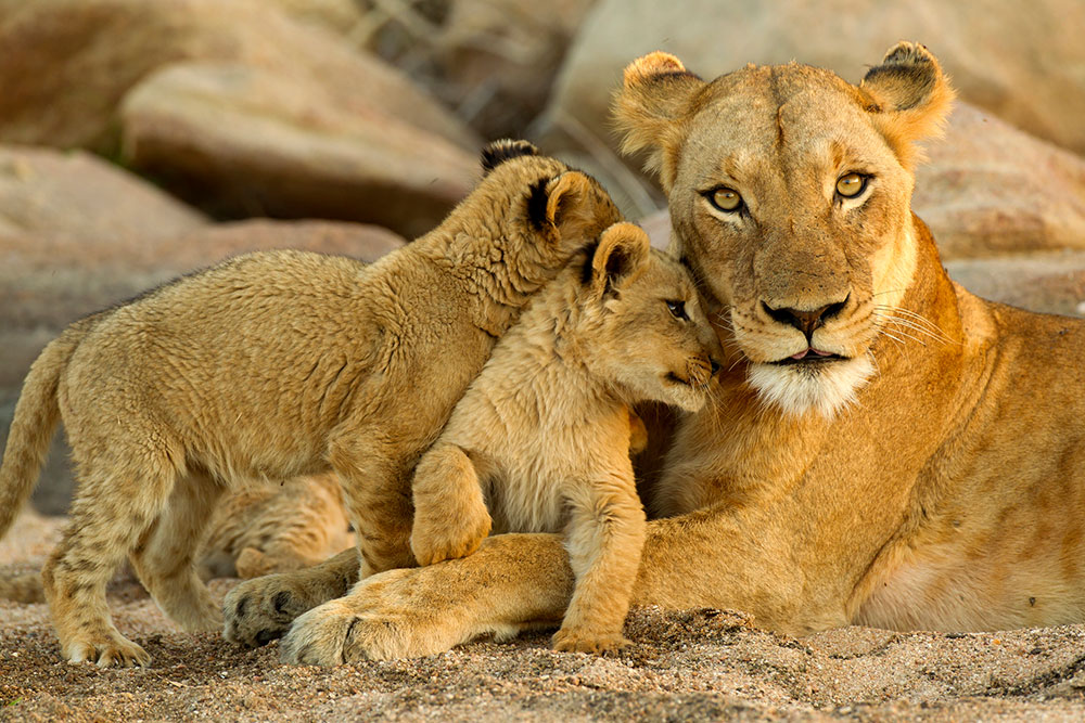 Kruger National Park