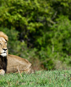 Sabi Sabi Safari Lion