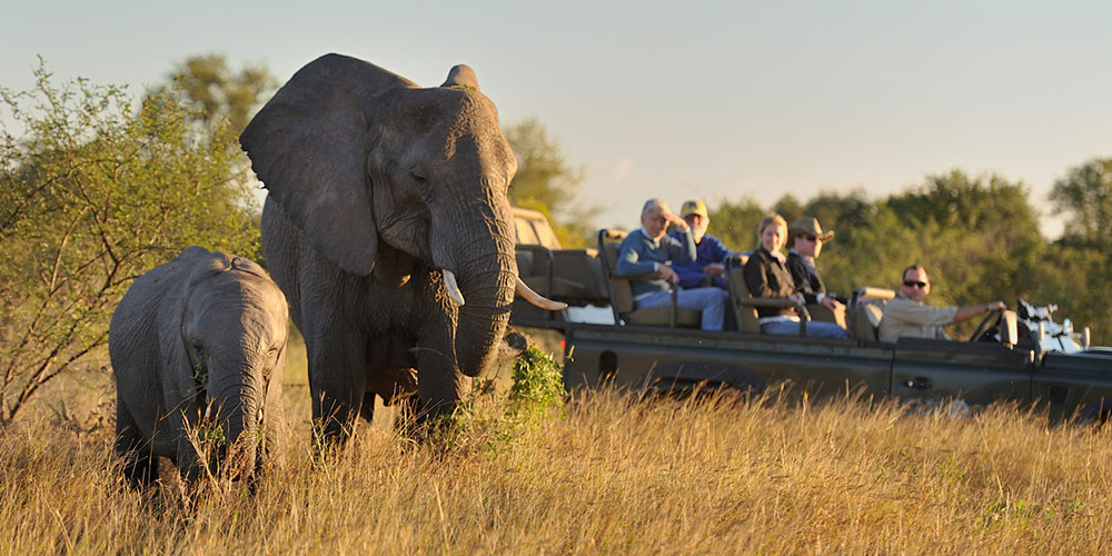 Sabi Sabi Safari