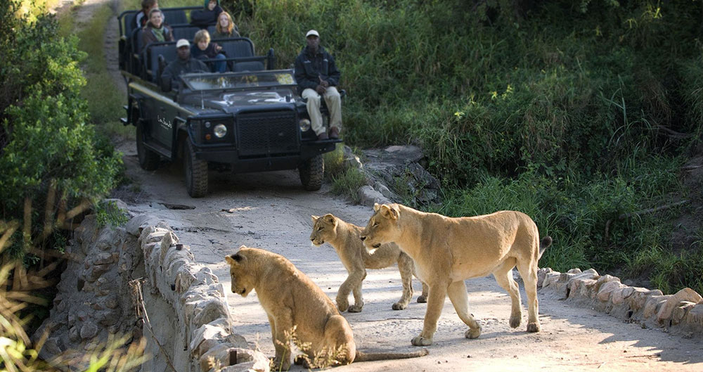 Lion Sands River Lodge - Safari