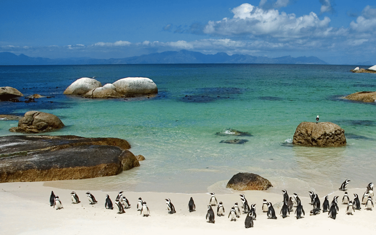 cape town boulders beach penguins