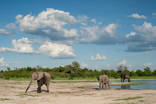 Savuti Elephants