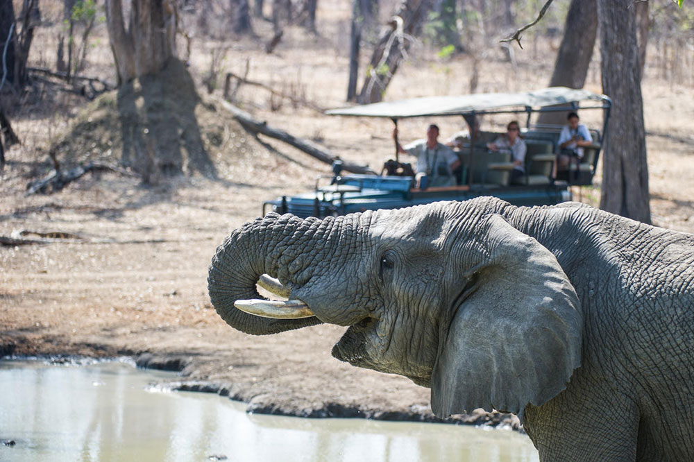 Mvuu Camp Safari